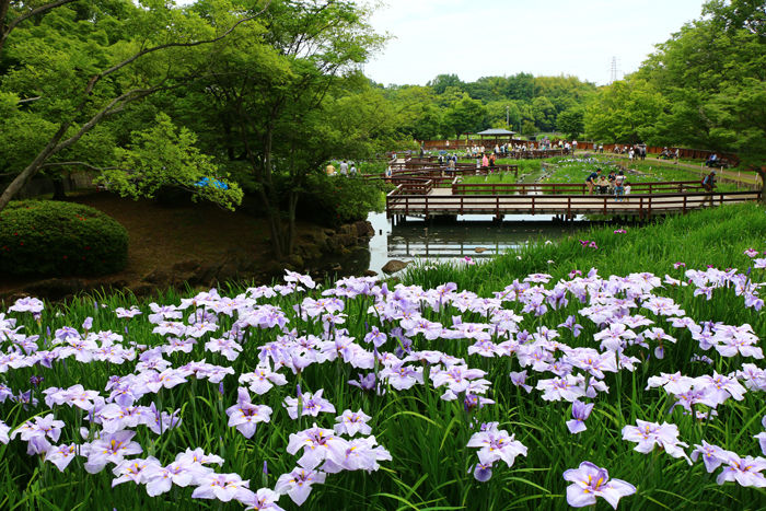 大阪・枚方市・山田池公園20160529-9