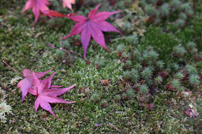 京都・右京区・臨済宗大本山天龍寺20131123-2-6