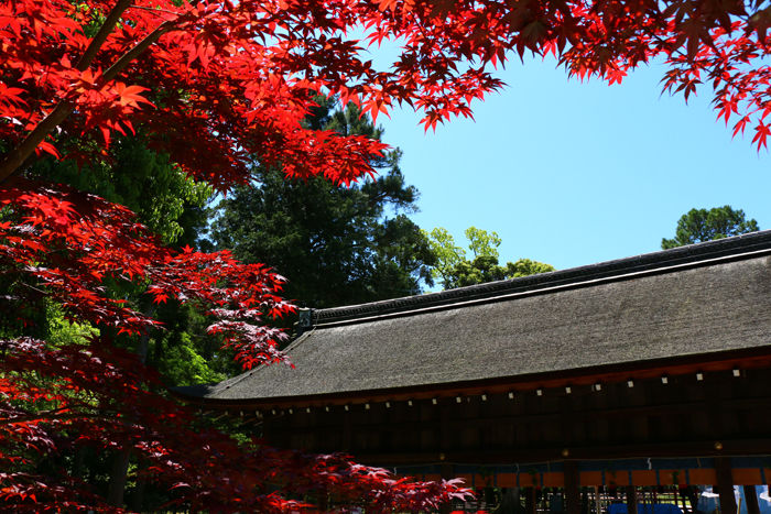 京都・北区・賀茂別雷神社(上賀茂神社)20160512-8