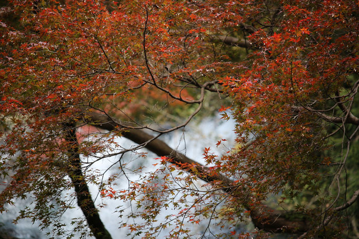 大阪・箕面市・箕面の滝20131120-2-3