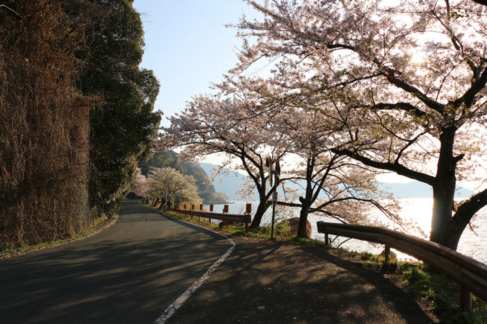滋賀・高島市・海津大崎20160412-8