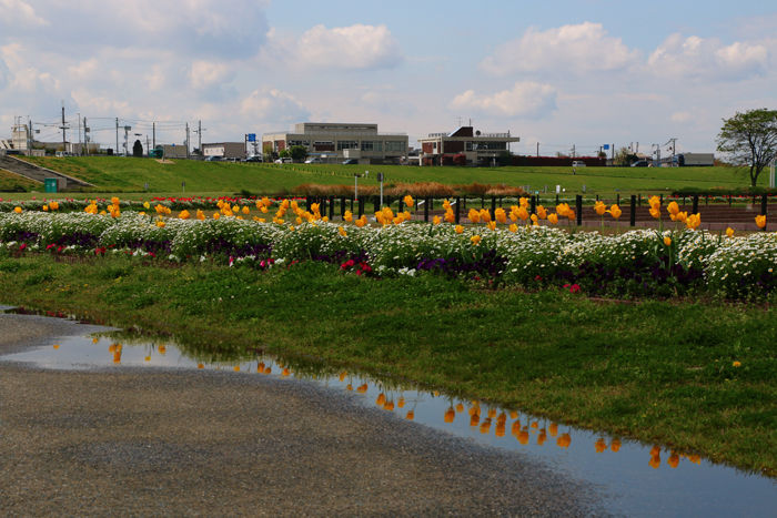 大阪・枚方市・淀川河川公園枚方地区20150415-5