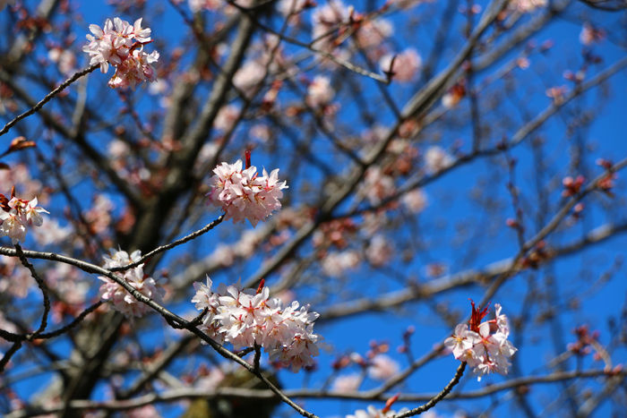 京都・東山区・三吉町地区20160321-4