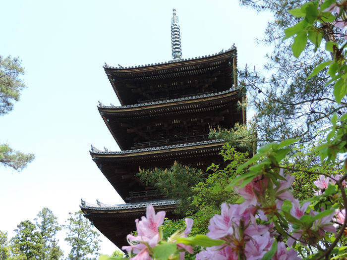 京都世界遺産総本山仁和寺7