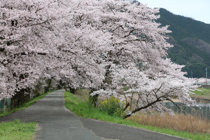 兵庫・朝来市・和田山町枚田岡地区20160406-3