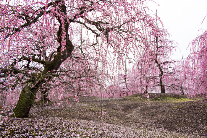 三重・鈴鹿市・鈴鹿の森庭園20170323-8