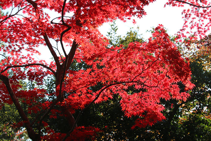 京都・右京区・臨済宗大本山天龍寺20131123-2-8