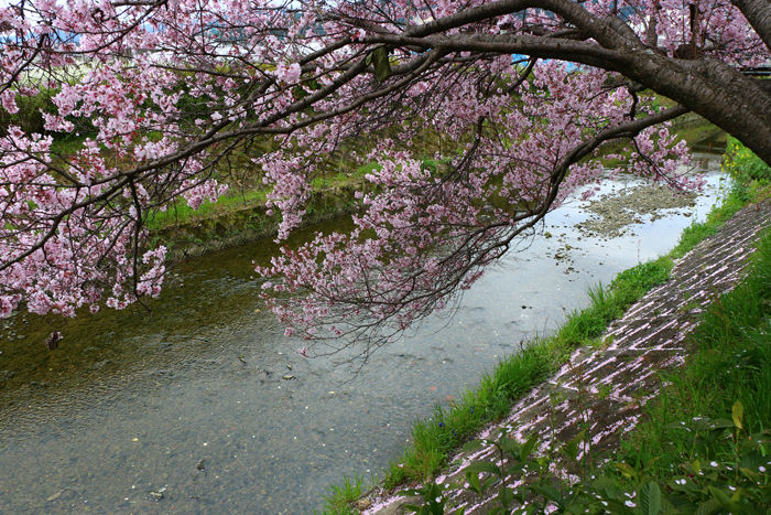 京都・右京区・坂本橋20160402-3
