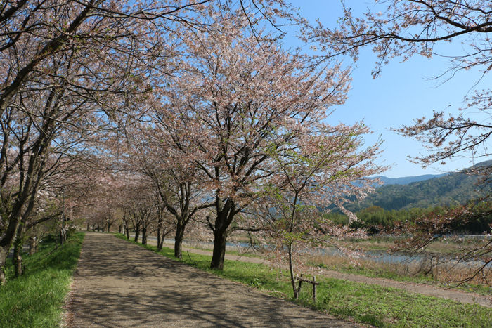 滋賀・長浜市・高月町柏原地区20160412-3