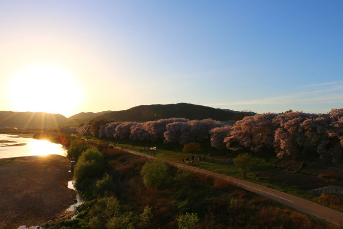 京都・八幡市・淀川河川公園背割堤地区20160405-17