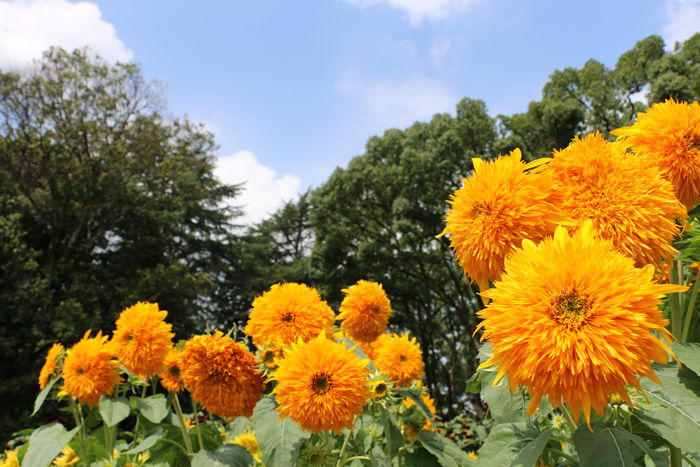 京都・左京区・京都府立植物園20160818-1