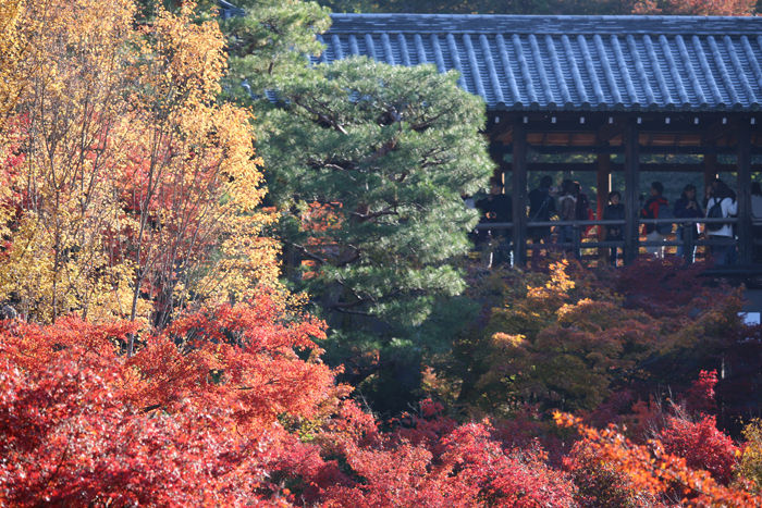 京都・東山区・臨済宗大本山東福寺20131121-1-3