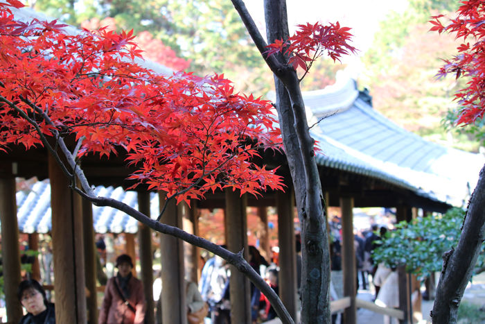 京都・東山区・臨済宗大本山東福寺20131121-2-9