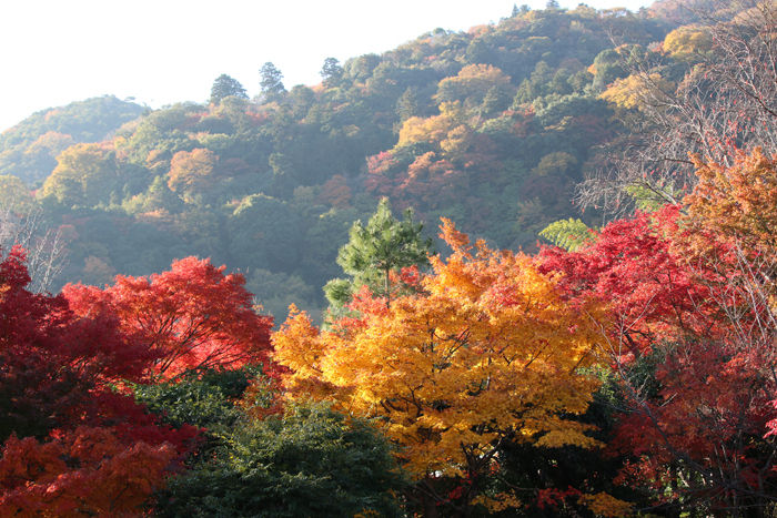 京都・右京区・臨済宗大本山天龍寺20131123-1-9