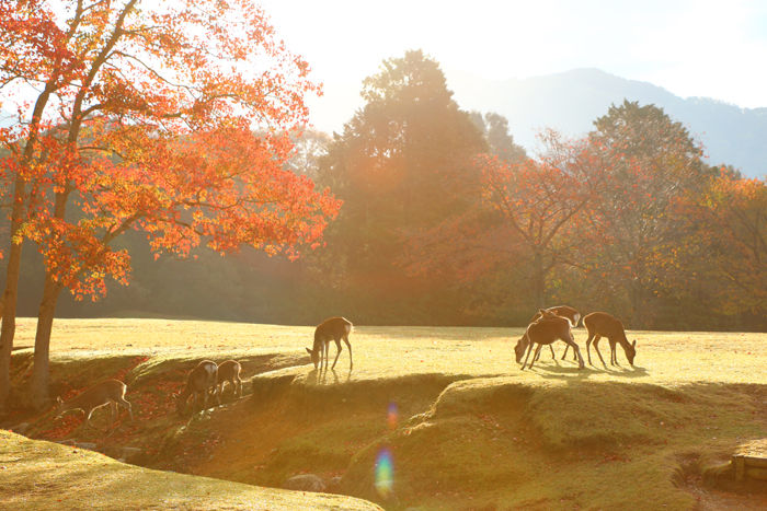 奈良・奈良市・奈良公園20141104-9
