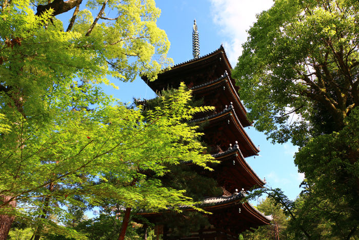京都・右京区・仁和寺20160512-6