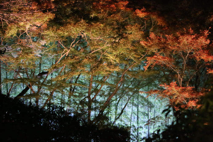 京都・東山区・天台宗青蓮院門跡20131123-3