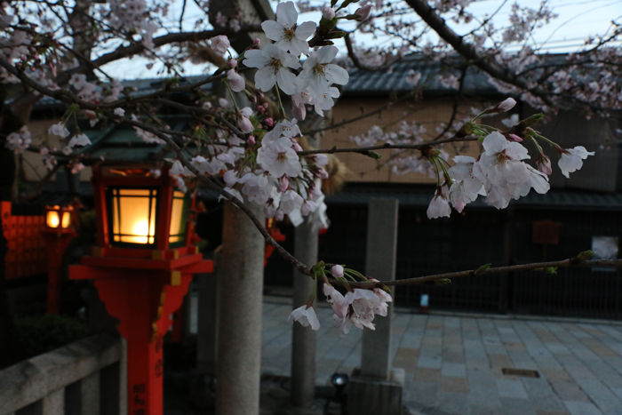 京都・東山区・祇園白川20160402-8