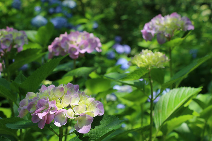 京都・左京区・京都府立植物園20160606-10