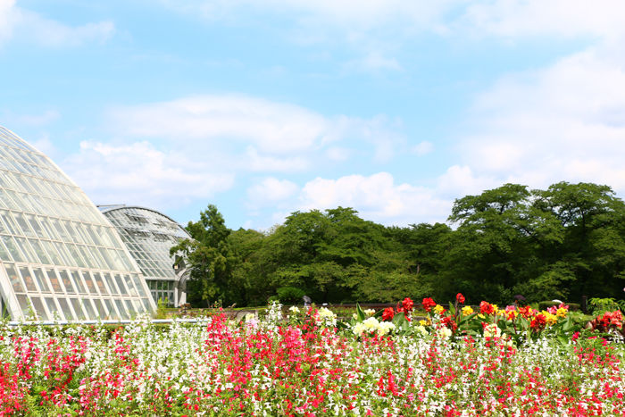 京都・左京区・京都府立植物園20160729-1