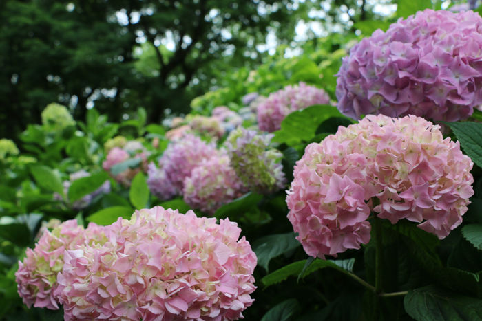 大阪・枚方市・山田池公園20160529-12