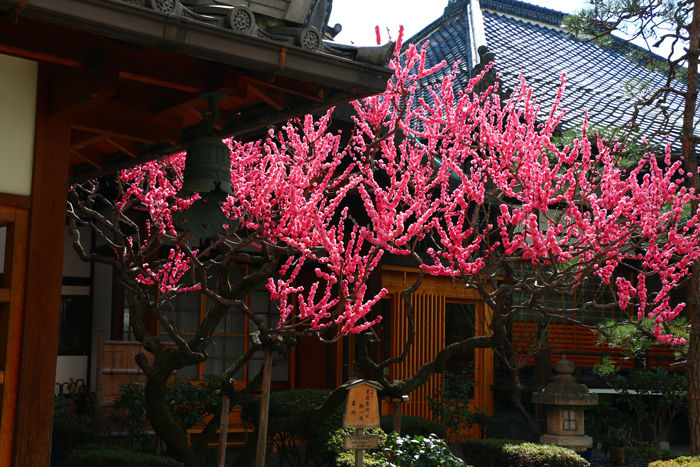 京都・中京区・瑞泉寺20160317-6