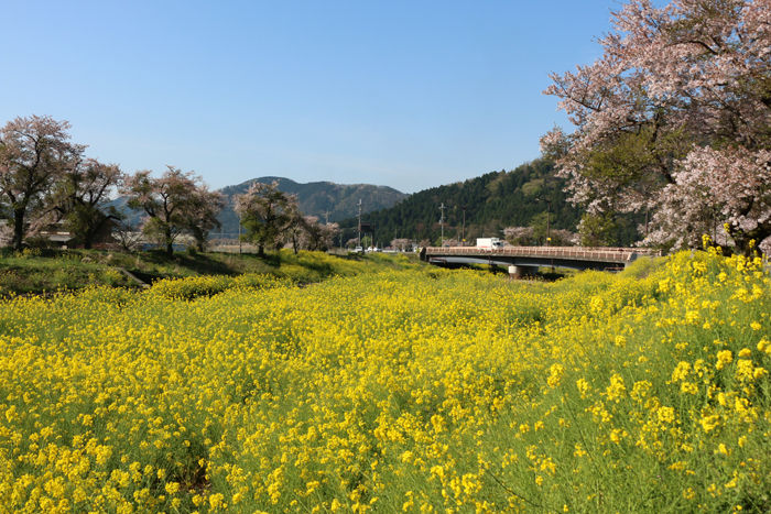 滋賀・長浜市・黒田大橋20160412-6