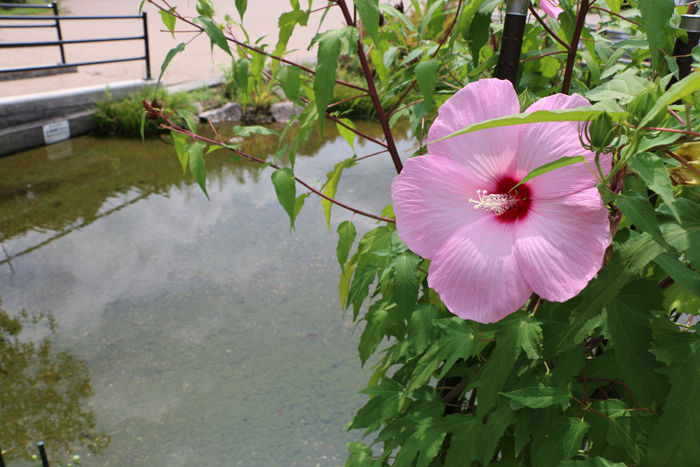 京都・左京区・京都府立植物園20160818-4