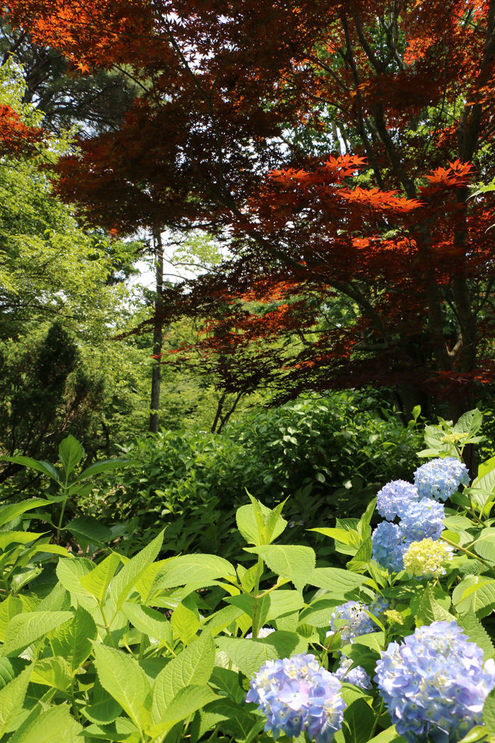 京都・左京区・京都府立植物園20160606-17