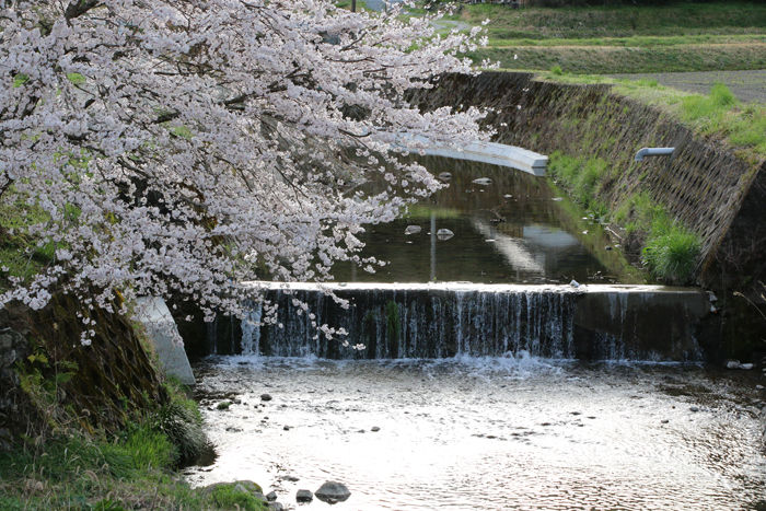 京都・南丹市・南八田橋20160406-2