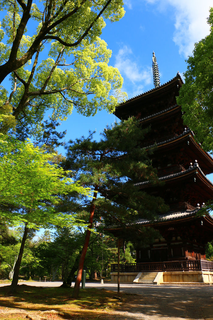 京都・右京区・仁和寺20160512-5