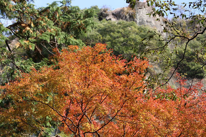 大阪・箕面市・箕面の滝20131120-2-5