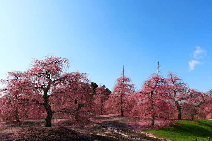 三重・鈴鹿市・鈴鹿の森庭園20160311-6