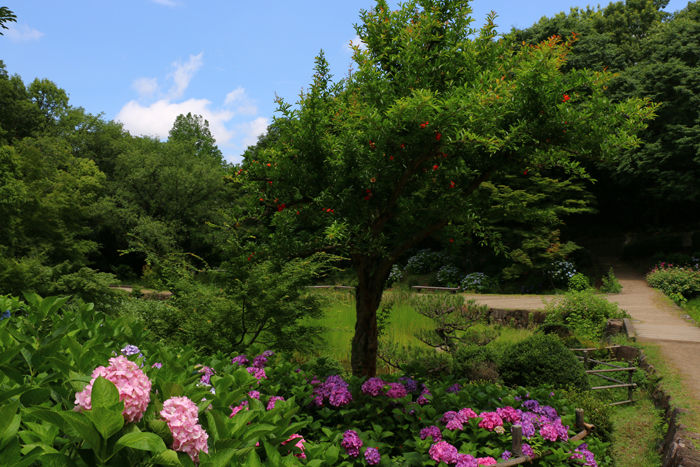 大阪・枚方市・山田池公園20150621-3
