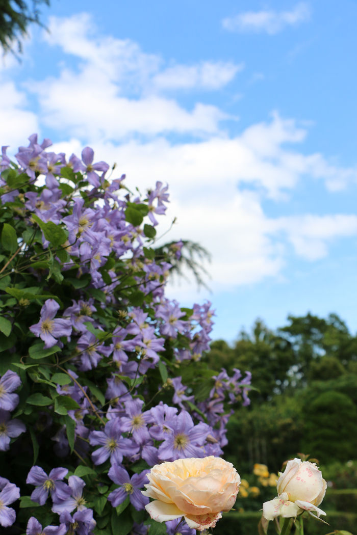 京都・左京区・京都府立植物園20160601-5