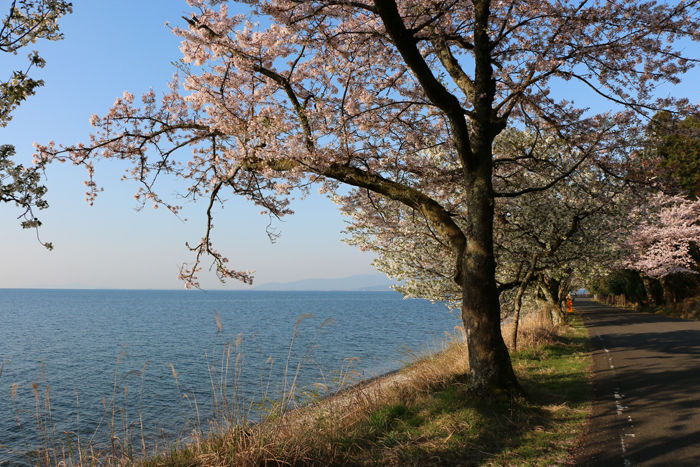 滋賀・高島市・海津大崎20160412-9