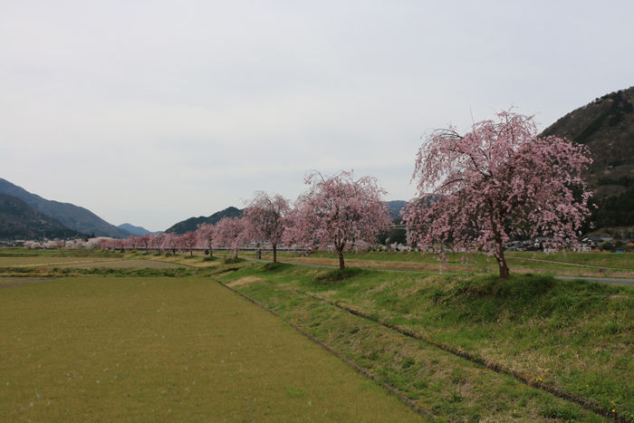 兵庫・朝来市・和田山町枚田地区20160406-1