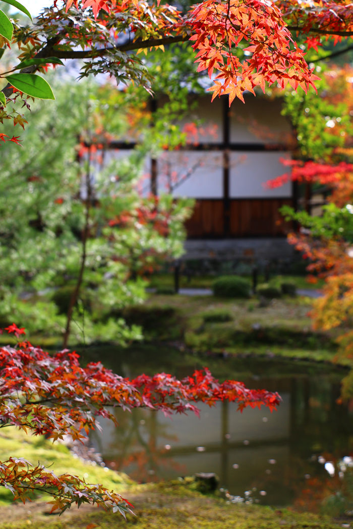 京都・北区・等持院20151121-7