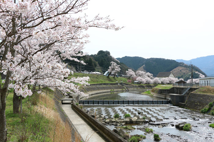 兵庫・朝来市・山東町滝田地区20160406-3