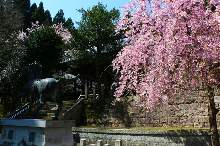 滋賀・長浜市・矢合神社20160412-6