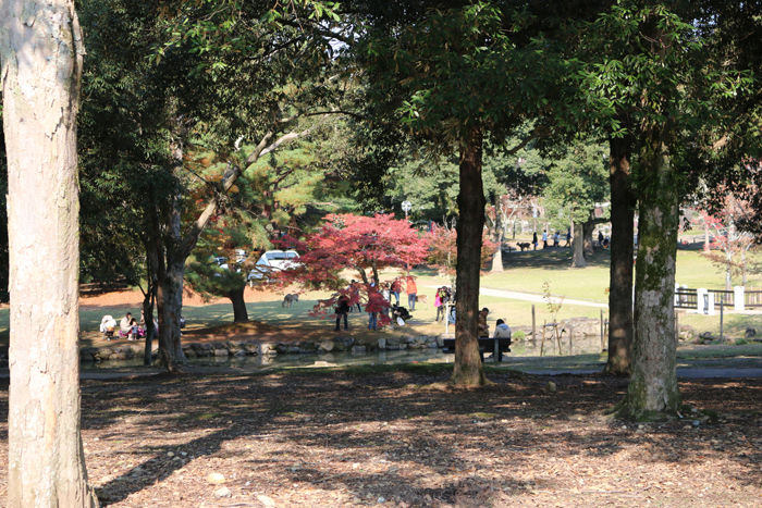 奈良・奈良市・奈良公園20131116-4-4