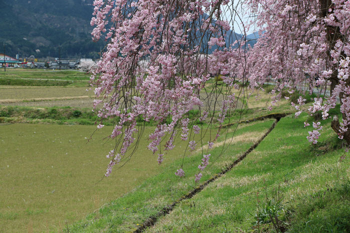 兵庫・朝来市・和田山町枚田地区20160406-6