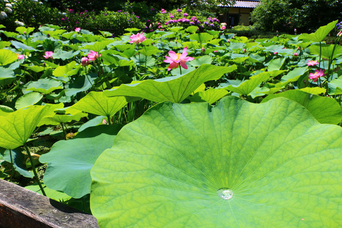 京都・左京区・京都府立植物園20160627-7