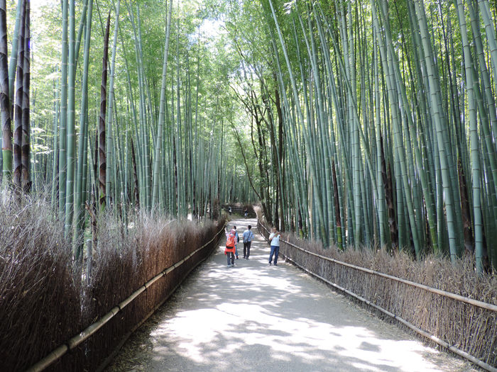 京都嵐山竹林の道5