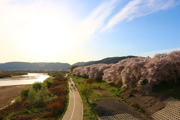 京都・八幡市・淀川河川公園背割堤地区20160405-1