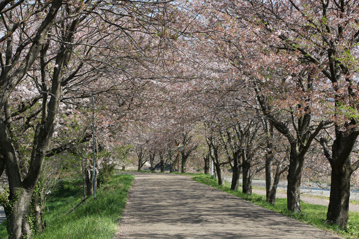 滋賀・長浜市・高月町柏原地区20160412-2