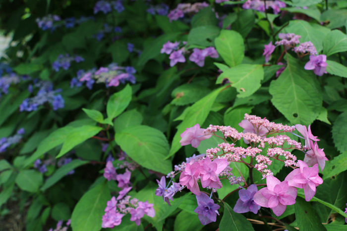京都・左京区・京都府立植物園20160606-13