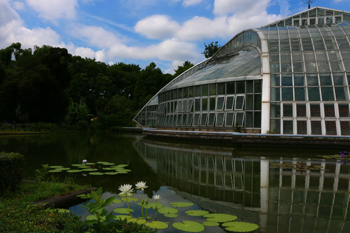 京都・左京区・京都府立植物園20160729-2