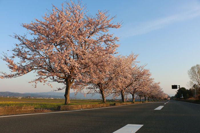 滋賀・高島市・新旭町太田地区20160412-16