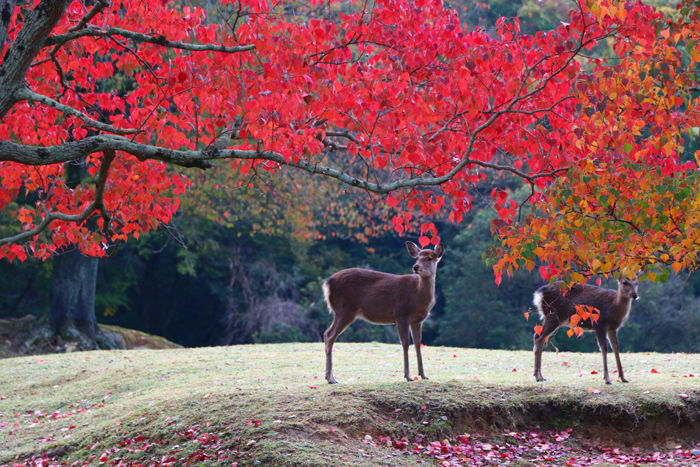 奈良・奈良市・奈良公園20141104-6